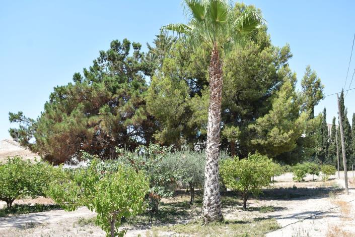 Image No.38-Maison de campagne de 4 chambres à vendre à Elche