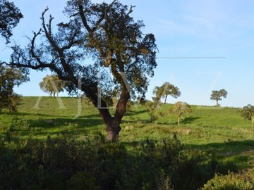 id06e13b01-0000-0500-0000-00000de2ef1c