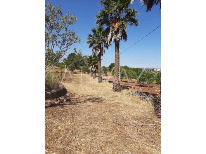 Image No.35-Ferme de 5 chambres à vendre à Lagos