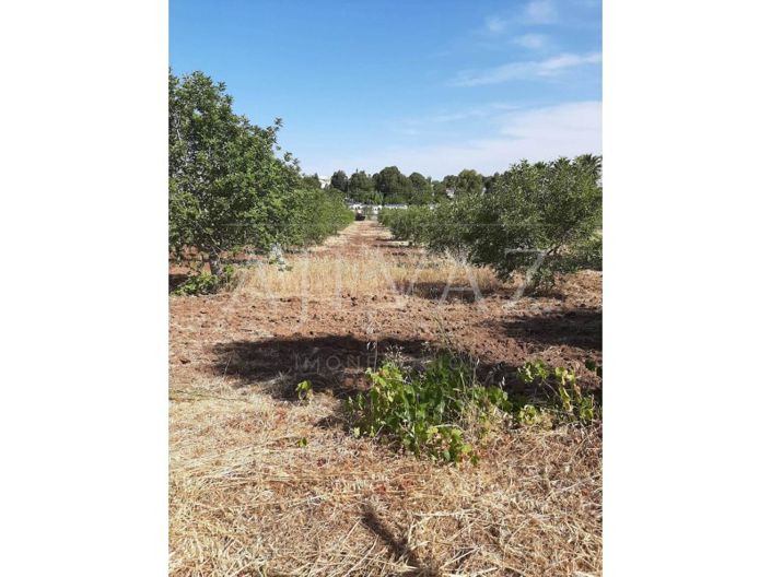 Image No.37-Ferme de 5 chambres à vendre à Lagos