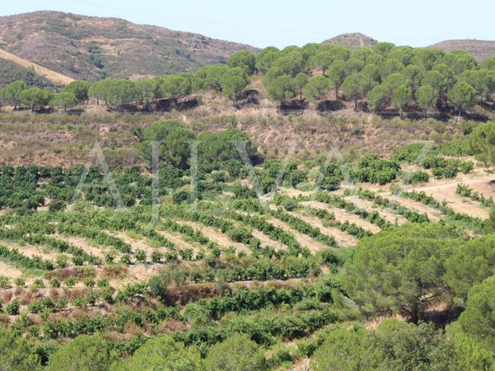 Image No.14-Ferme de 14 chambres à vendre à Silves