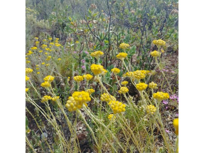 Image No.17-Terrain à vendre à Silves
