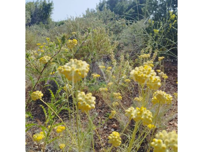 Image No.18-Terrain à vendre à Silves