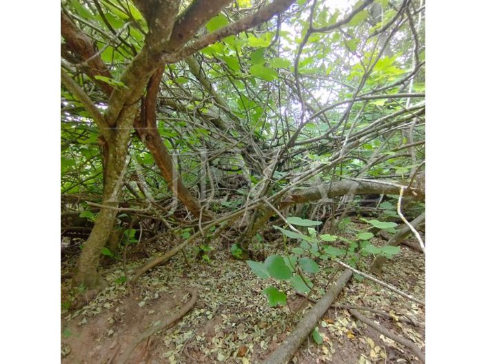 Image No.38-Terrain à vendre à Silves