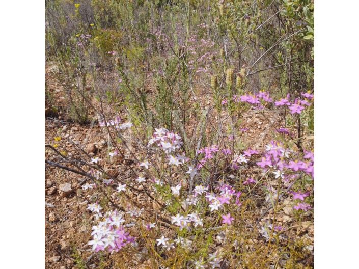Image No.43-Terrain à vendre à Silves