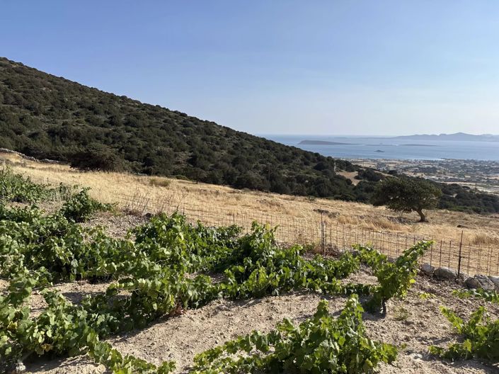 Image No.14-Terre à vendre à Paros