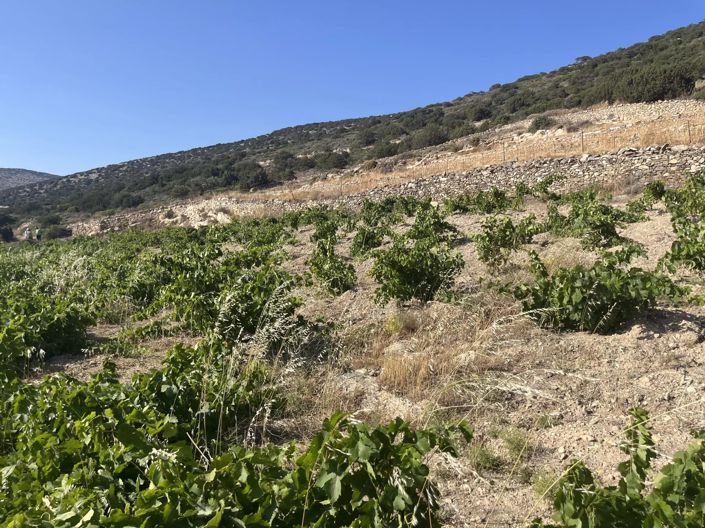 Image No.18-Terre à vendre à Paros