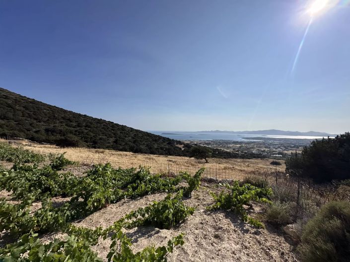 Image No.2-Terre à vendre à Paros