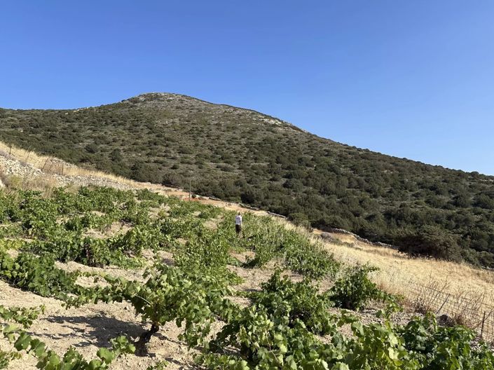 Image No.3-Terre à vendre à Paros