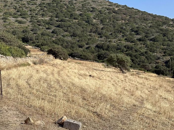 Image No.8-Terre à vendre à Paros