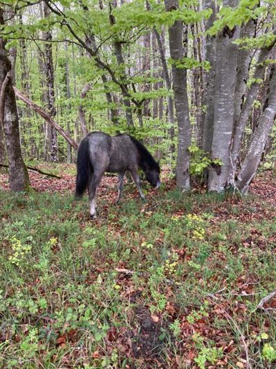 Image No.4-Propriété de 11 chambres à vendre à Ventenac