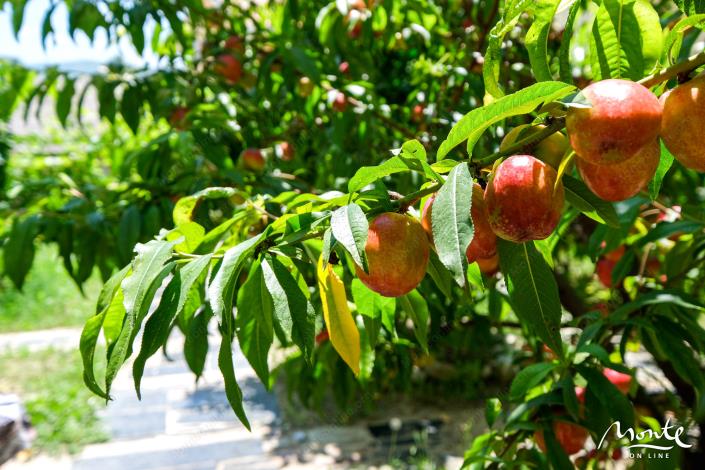 Image No.21-6 Bed House for sale