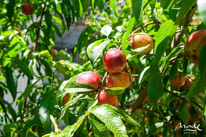 Image No.24-6 Bed House for sale