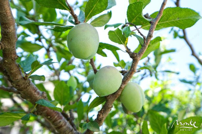Image No.5-Maison de 6 chambres à vendre à Bar
