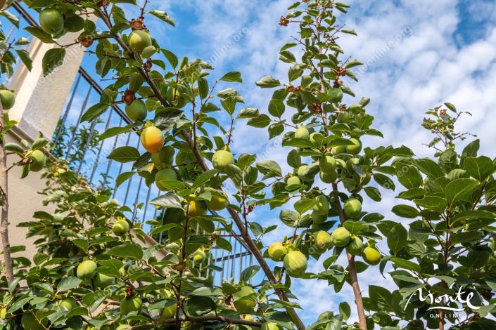 Image No.42-Maison de 3 chambres à vendre à Ðenovici