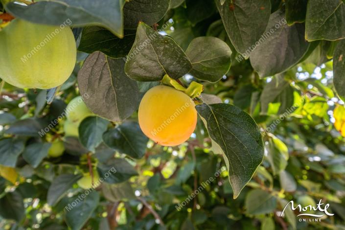 Image No.44-Maison de 3 chambres à vendre à Ðenovici