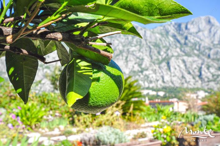 Image No.21-Maison de 4 chambres à vendre à Prcanj