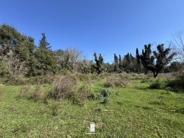 land-with-olive-trees-for-sale-corfu