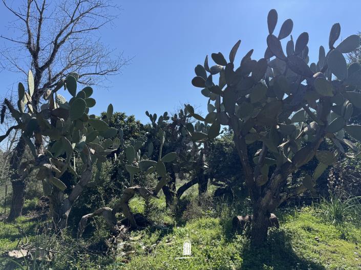 Image No.11-Terre à vendre à Ano Korakiana