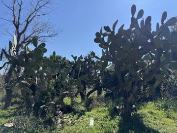 prime-land-for-sale-corfu-28-593-sqm