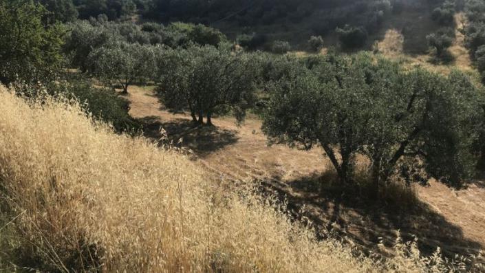 Image No.6-Maison de campagne de 3 chambres à vendre à Scansano