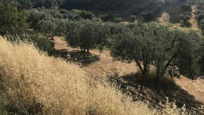 domTuscanary-Scansano