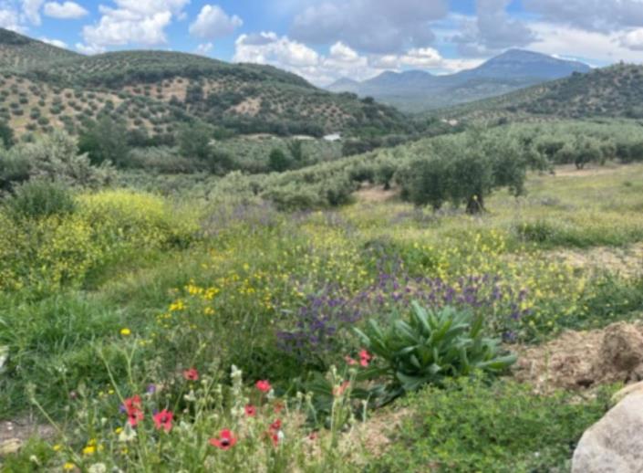 Image No.7-4 Bed Cortijo for sale