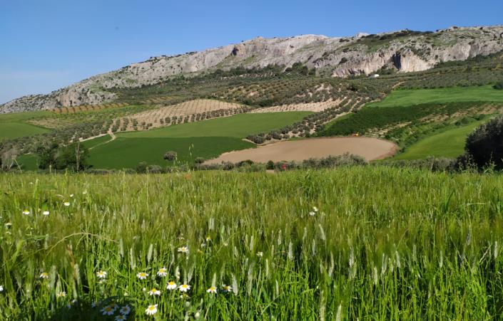 Image No.14-Maison de village de 4 chambres à vendre à Ronda