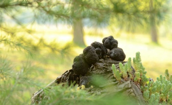 Image No.19-Propriété de 10 chambres à vendre à Umag