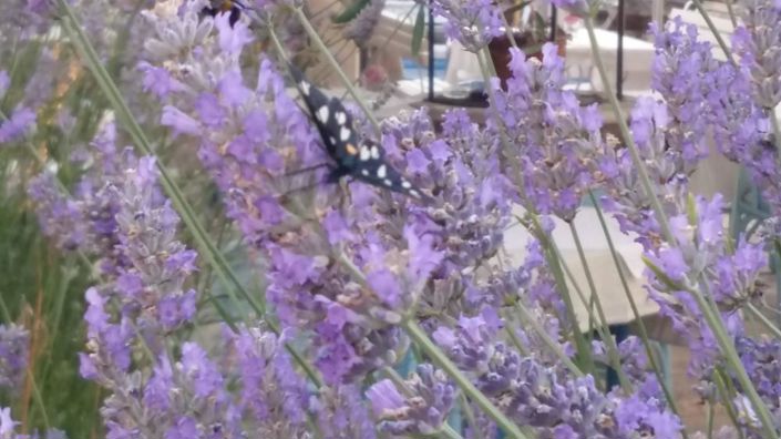 Image No.2-Propriété à vendre à Umag