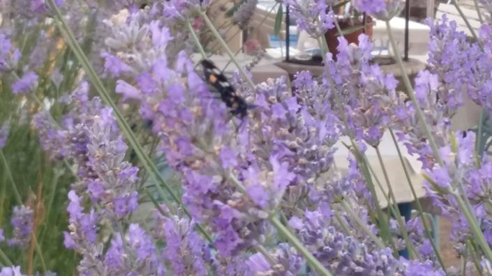 Image No.5-Propriété à vendre à Umag