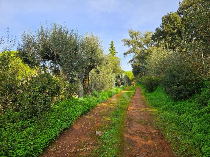 Image No.4-Ferme de 10 chambres à vendre à Montemor-o-Novo