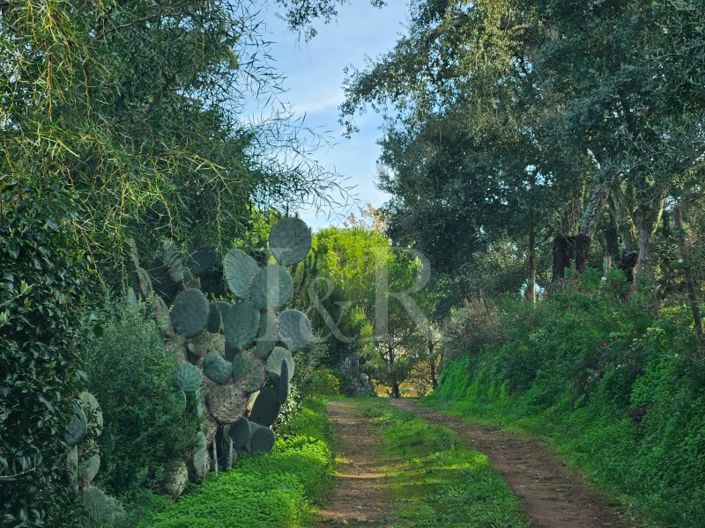 Image No.5-Ferme de 10 chambres à vendre à Montemor-o-Novo