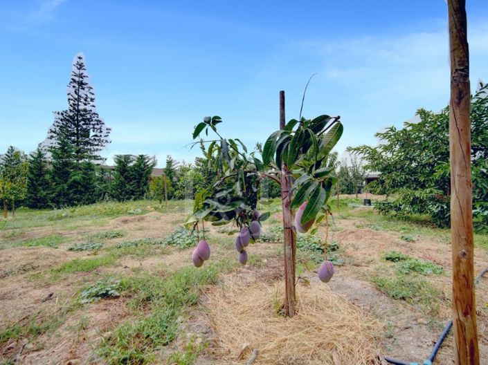 Image No.51-Maison de 3 chambres à vendre à Montijo