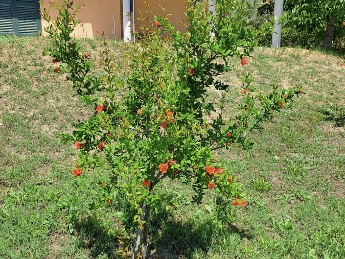Image No.31-Maison / Villa de 2 chambres à vendre à Collecorvino
