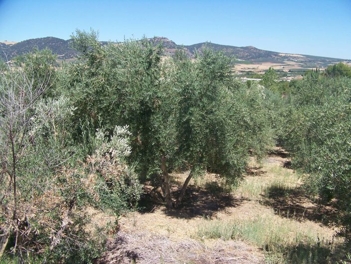 Image No.33-Maison de campagne de 6 chambres à vendre à Malaga