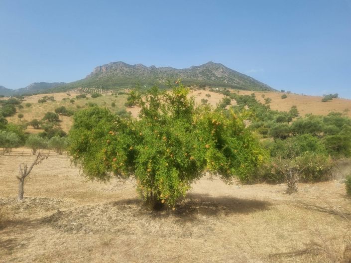 Image No.7-Propriété de 6 chambres à vendre à Grazalema