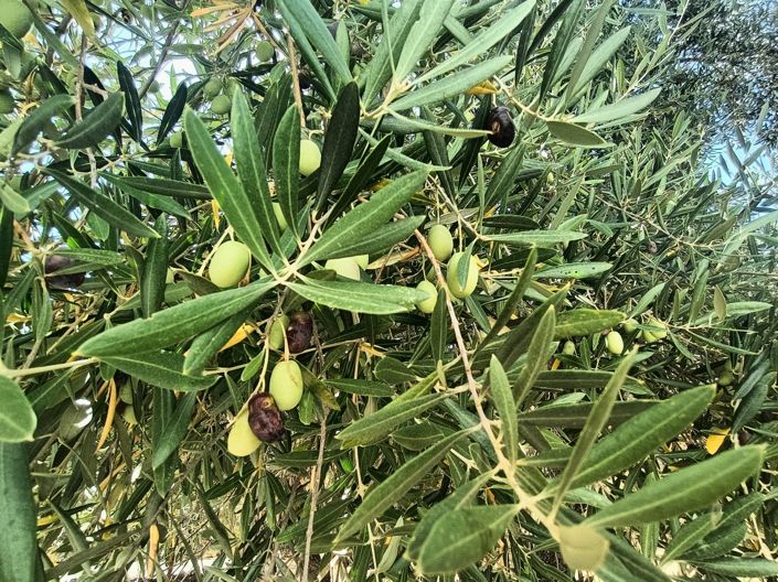 Image No.23-Maison de campagne de 2 chambres à vendre à Malaga
