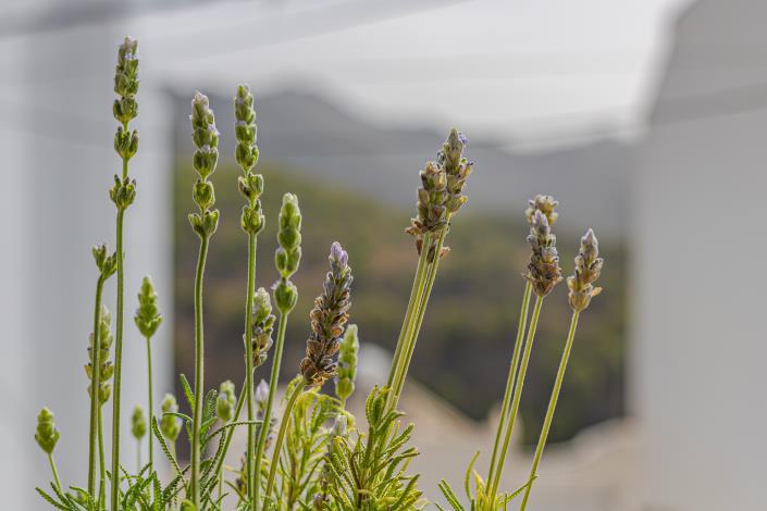 Image No.12-Appartement de 2 chambres à vendre à Frigiliana